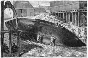 Spek verwijderen van een walvis in Finland, 1893
