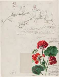 Studies van planten en figuren gemaakt in Rome en Pankow, Berlijn, 1868 door German School