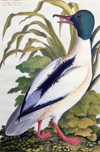 Studie van een wilde eend, c.1790 door German School