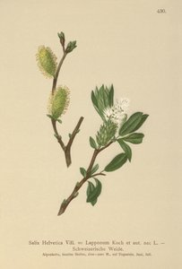 Zwitserse Wilg (Salix Helvetica, Salix Lapponum) door German School