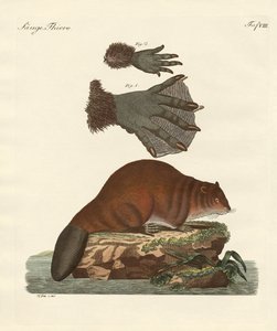 De bever