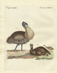 De kasuaris uit Australië