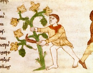 De druivenoogst tijdens de wijnoogst