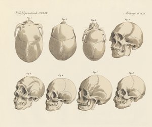 De schedel van de vijf menselijke rassen (gekleurde gravure) door German School