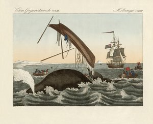 De gevaren van walvisvangst