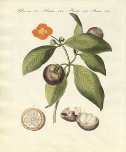 De mangosteenboom