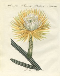 De prachtige grootbloemige fakkelcactus