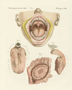 De smaak