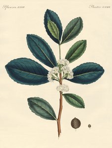 De thee van Paraguay