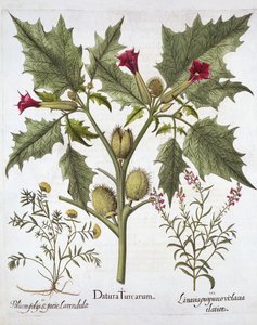Doornappel, Gamander en Paarse Vlasleeuwenbek, uit Hortus Eystettensis, door Basil Besler, 1613 door German School