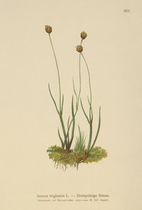 Driehulzige Riet (Juncus triglumis) door German School