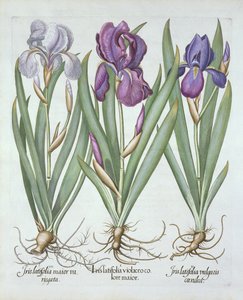 Drie variëteiten van baardige irissen, uit Hortus Eystettensis, door Basil Besler, gepubliceerd 1613 door German School