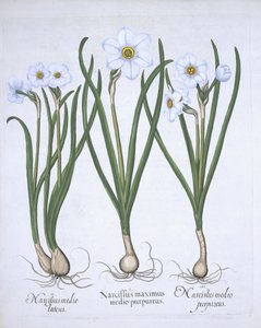 Drie witte Narcissen uit Hortus Eystettensis door German School