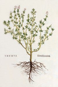 Thymus [tijm], illustratie uit De historia stirpium commentarii insignes door Leonhard Fuchs, gepubliceerd 1542 (gekleurde houtsnede) door German School