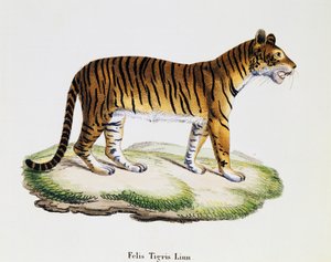 Tijger (Felis tigris), uit Zoogdieren geïllustreerd uit de natuur met beschrijvingen, door Johann Christian Daniel von Schreber (1739-1810), gravure door IC Bock naar tekening van A Fleischmann, volume 3, tafel 98 A, Duitsland