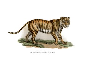 Tijger, 1860