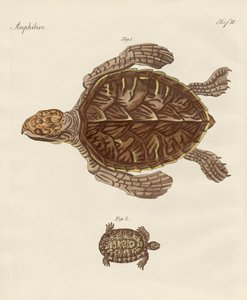Schildpadden