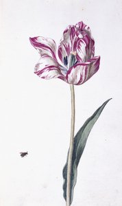 Tulp en bij, 18e eeuw