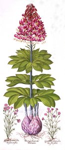 Turkse Lelie en Anjer, uit Hortus Eystettensis, door Basil Besler, 1613 door German School