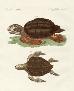 Schildpadden van fenomenale grootte