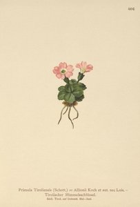 Tiroolse Sleutelbloem (Primula tyrolensis, Primula Tirolensis, Primula Allionii) door German School