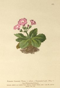Val-Daone Sleutelbloem (Primula Oenensis, Primula Daonensis) door German School
