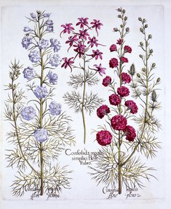 Ridderspoorvariëteiten, uit Hortus Eystettensis, door Basil Besler, 1613 door German School
