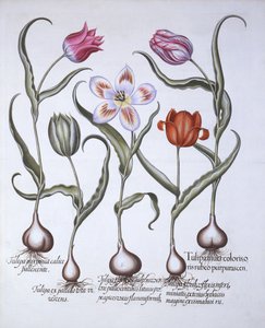 Variëteiten van Tulp, uit Hortus Eystettensis, door Basil Besler, 1613