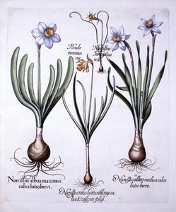 Diverse Narcissen, uit Hortus Eystettensis, door Basil Besler, 1613 door German School