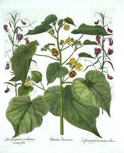 Fluweelblad en Lathyrus, uit Hortus Eystettensis, door Basil Besler, 1613 door German School