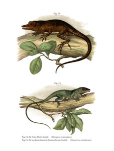 Vinales anolis door German School
