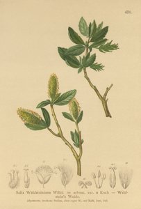 Waldsteins Wilg (Salix Waldsteiniana, Salix arbusc. var.) door German School
