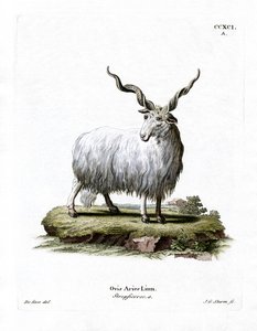 Wallachisch schaap
