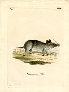 Westelijke Gestreepte Bandicoot