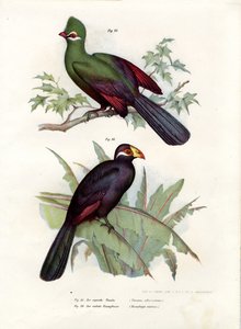 Witkuiftoerako, 1864