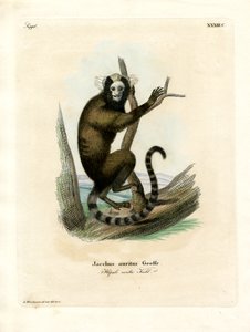 Witoor Marmoset