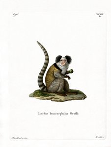 Witkop Marmoset