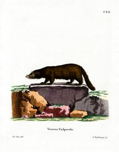 Witneus Coati