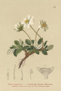 Witte Dryas