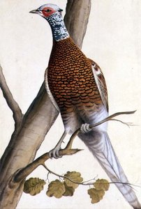 Witte fazant, c.1740