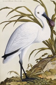 Witte lepelaar, 1750-1800