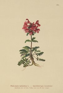 Kransbladige Lathyrus