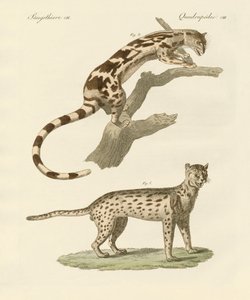 Wilde dieren
