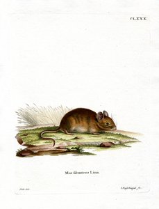 Bosmuis