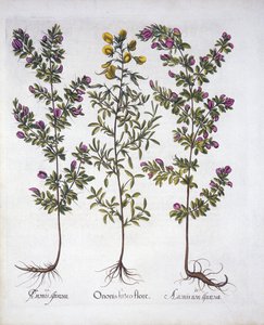 Gele Rest-Harrow, Roze Rest-Harrow en Roze Doornige Rest-Harrow, uit Hortus Eystettensis, door Basil Besler, gepubliceerd 1613 door German School