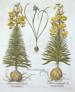 Gele Turkscap Lelie met bol en Dwerg Blauwooggras, uit Hortus Eystettensis, door Basil Besler, gepubliceerd 1613 door German School