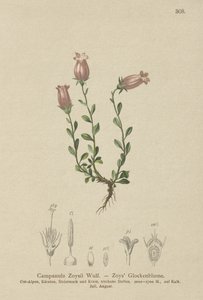 Zois Klokjesbloem