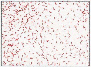 Bacterie Vibrio cholerae