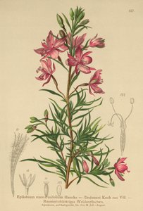 Rozemarijnbladige Wilgenroosje