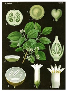 Strychnineboom